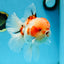 AAA Grade Godzilla Sakura Oranda Male 6-6.5 inches #080125OR_03