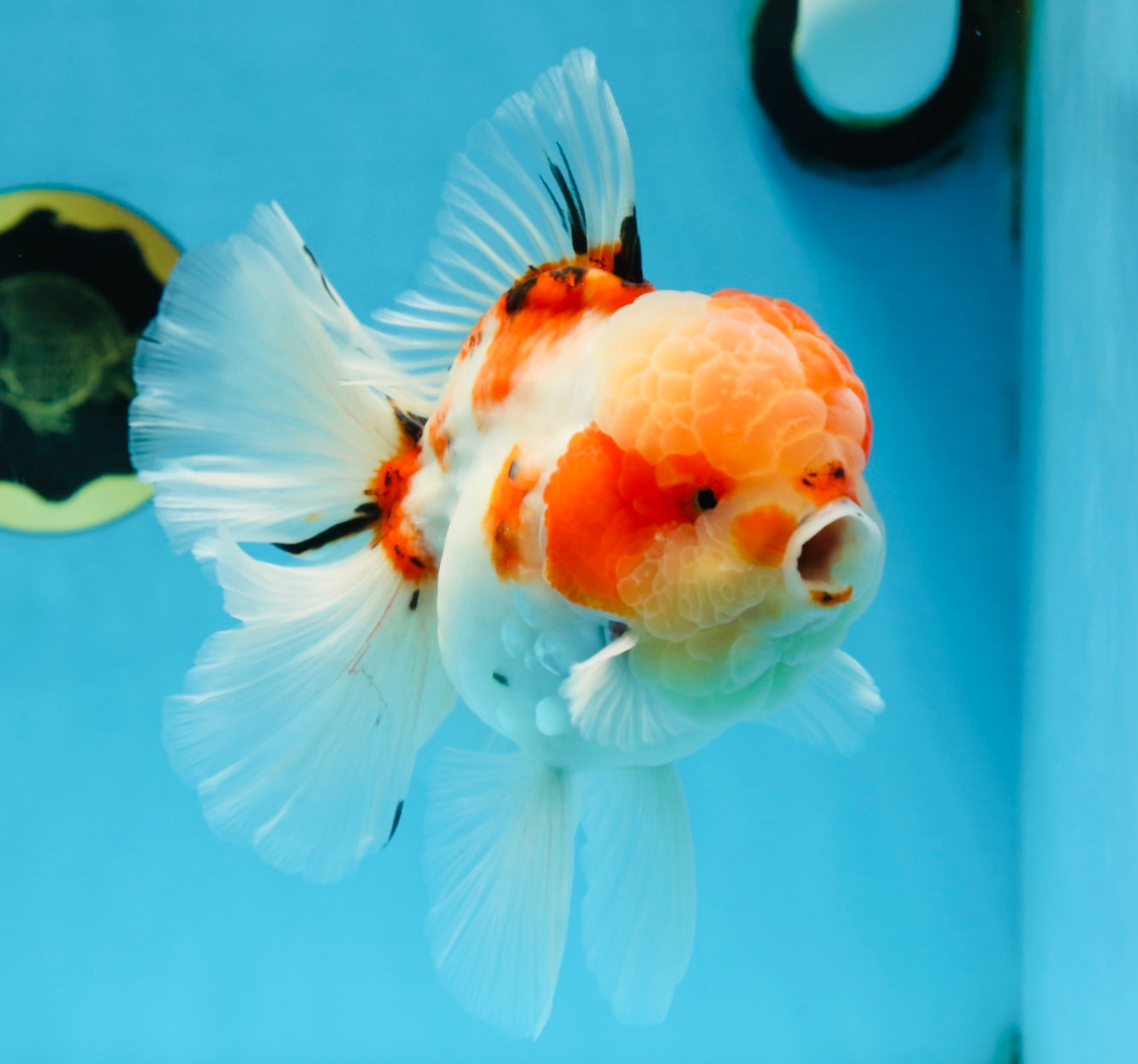 AAA Grade Godzilla Sakura Oranda Male 6-6.5 inches #080125OR_03