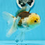 Panda Button Eyes Oranda Female 6 inches #0920OR_29