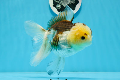 Panda Button Eyes Oranda Femelle 6 pouces #0920OR_29