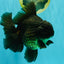 GODZILLA AAA Grade Black Oranda Male 6.5-7 inches #073126OR_01