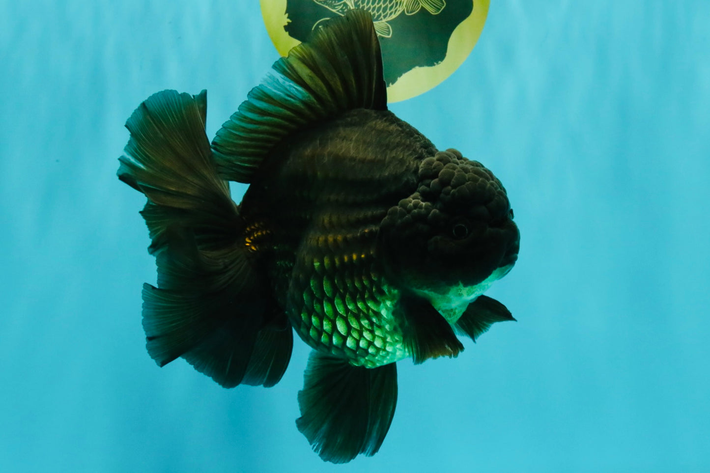 GODZILLA AAA Grade Black Oranda Male 6.5-7 inches #073126OR_01