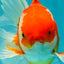A Grade Red White Oranda Male 6 inches #081426OR_11