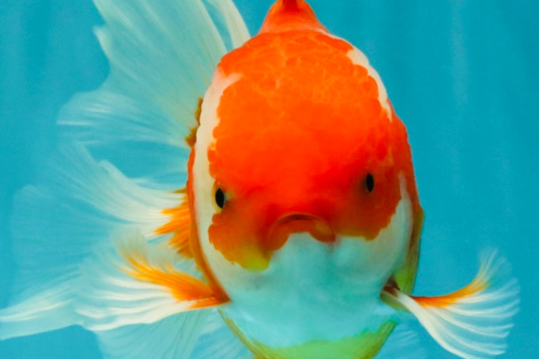 A Grade Red White Oranda Male 6 inches #081426OR_11