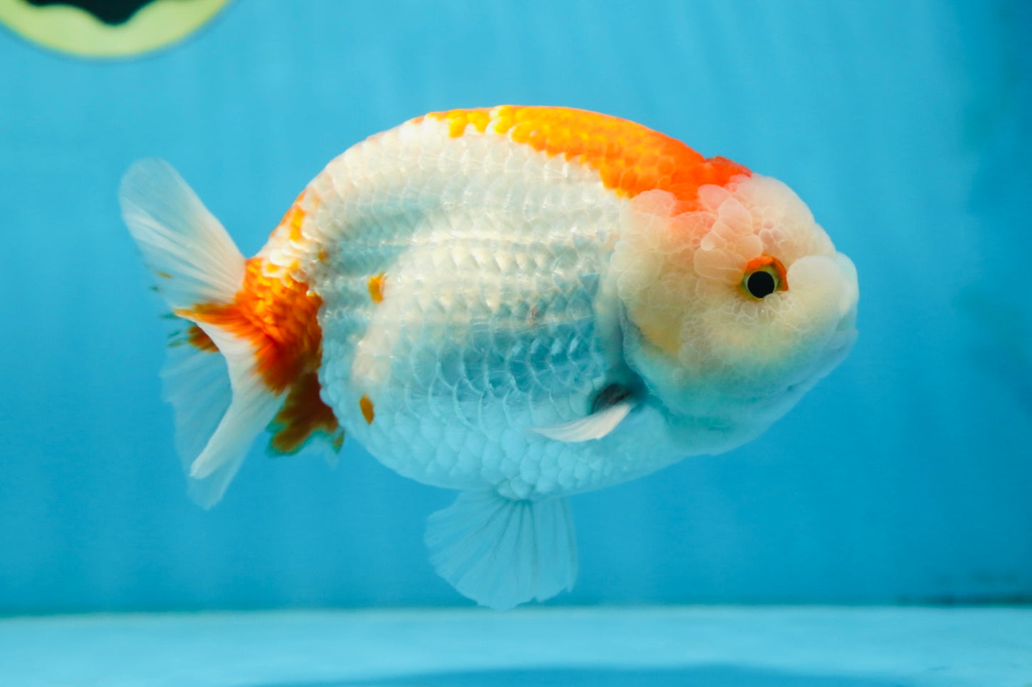 AAA Grade Red White LionKing 5.5 inches #082925LC_03