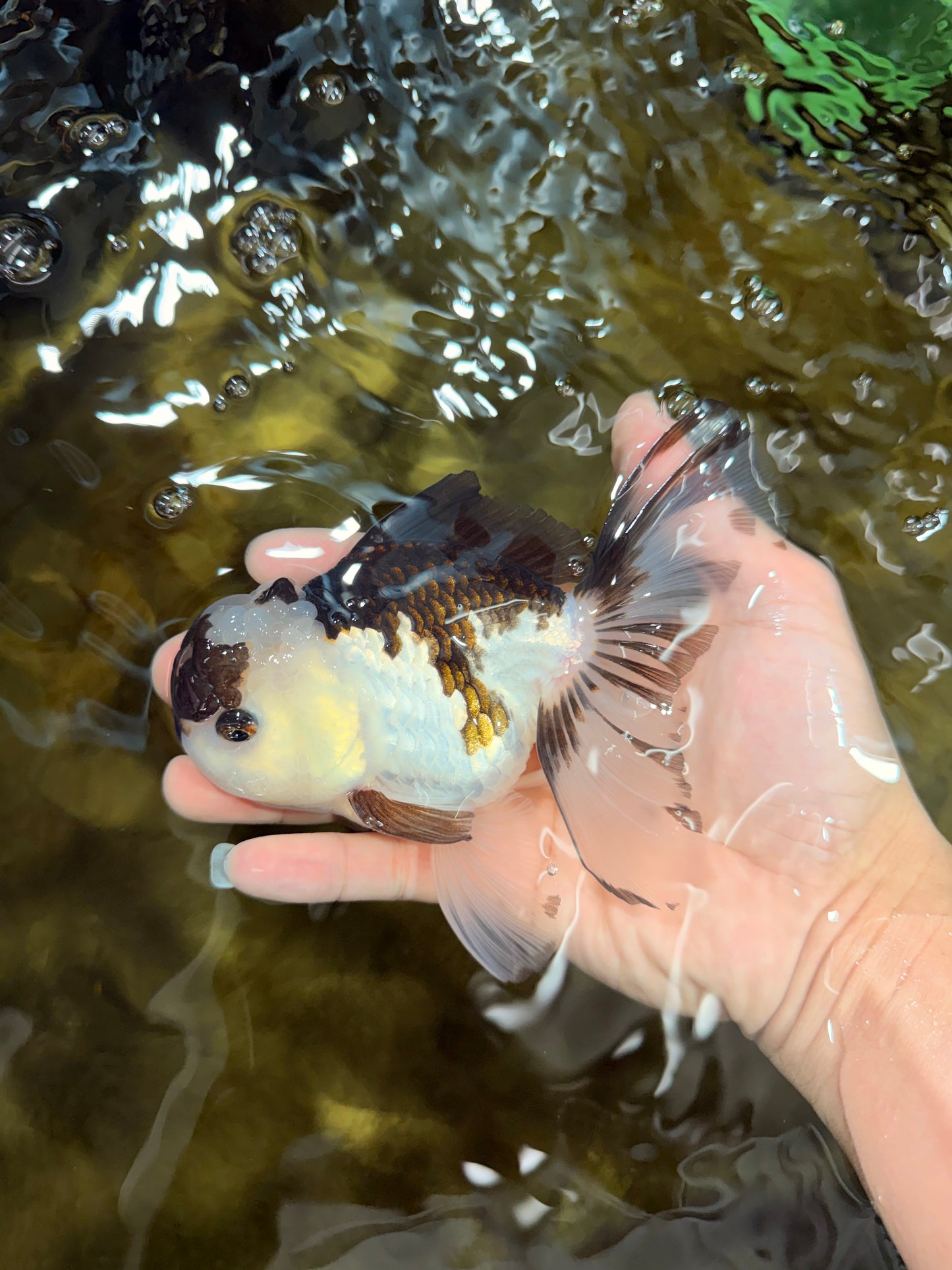 Panda Oranda Male 5-5.5 inches #112125OR_21