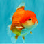 CHUBBY AAA Grade Red White Yuanbao Male 5.5 inches #090426YB_08