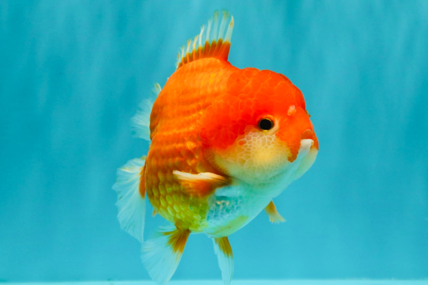 CHUBBY AAA Grade Red White Yuanbao Male 5.5 inches #090426YB_08