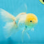 White Oranda Male 5.5 inches #052325OR_04