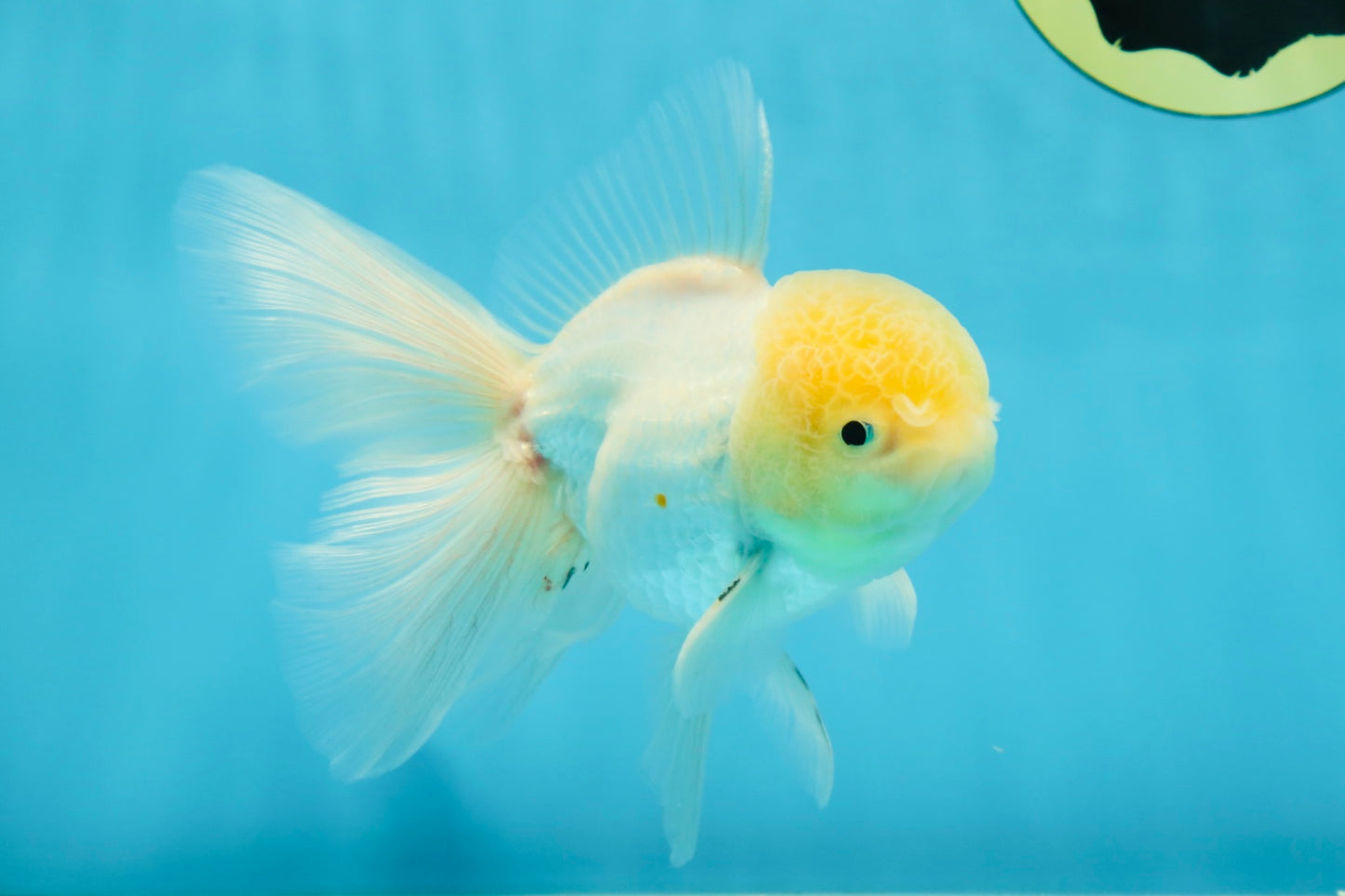 White Oranda Male 5.5 inches #052325OR_04