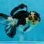 A Grade Panda Button Eyes Oranda Female 5 inches #081525OR_19