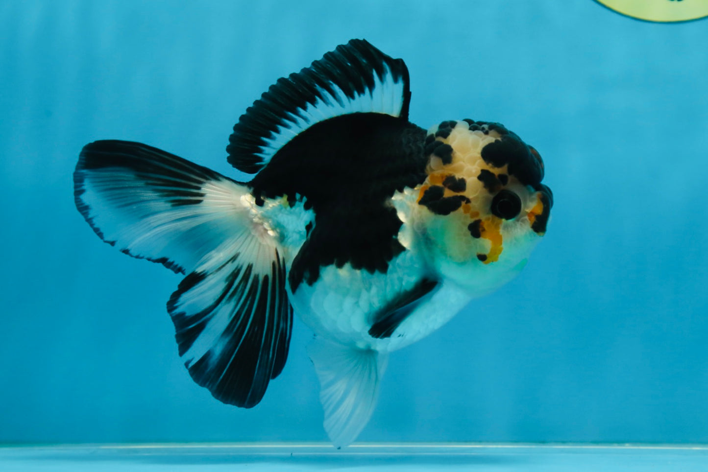 A Grade Panda Button Eyes Oranda Female 5 inches #081525OR_19
