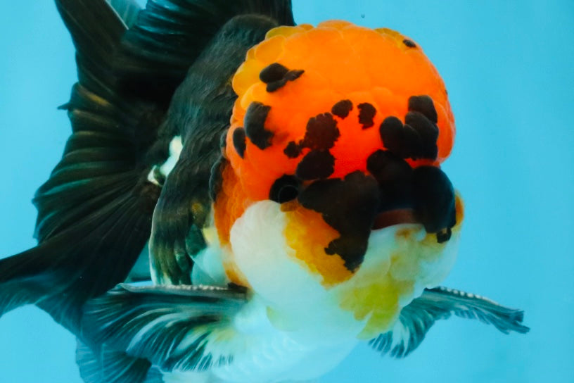 LAVA Tricolor Oranda Male 5 inches #040326OR_18