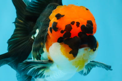 LAVA Tricolor Oranda Male 5 inches #040326OR_18