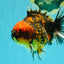 A Grade Tiger Oranda Male 5-5.5 inches #090426OR_06
