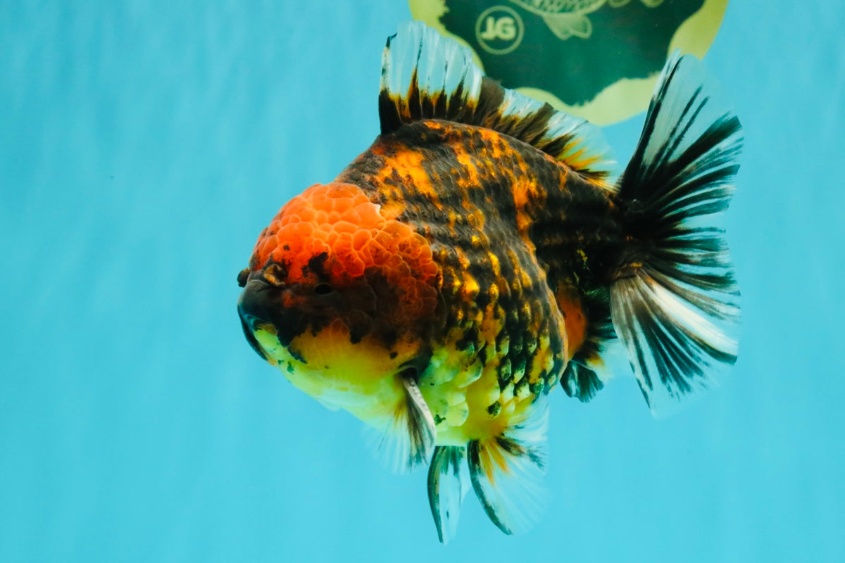 A Grade Tiger Oranda Male 5-5.5 inches #090426OR_06