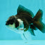 Panda Oranda Male 4 inches #102524OR_22