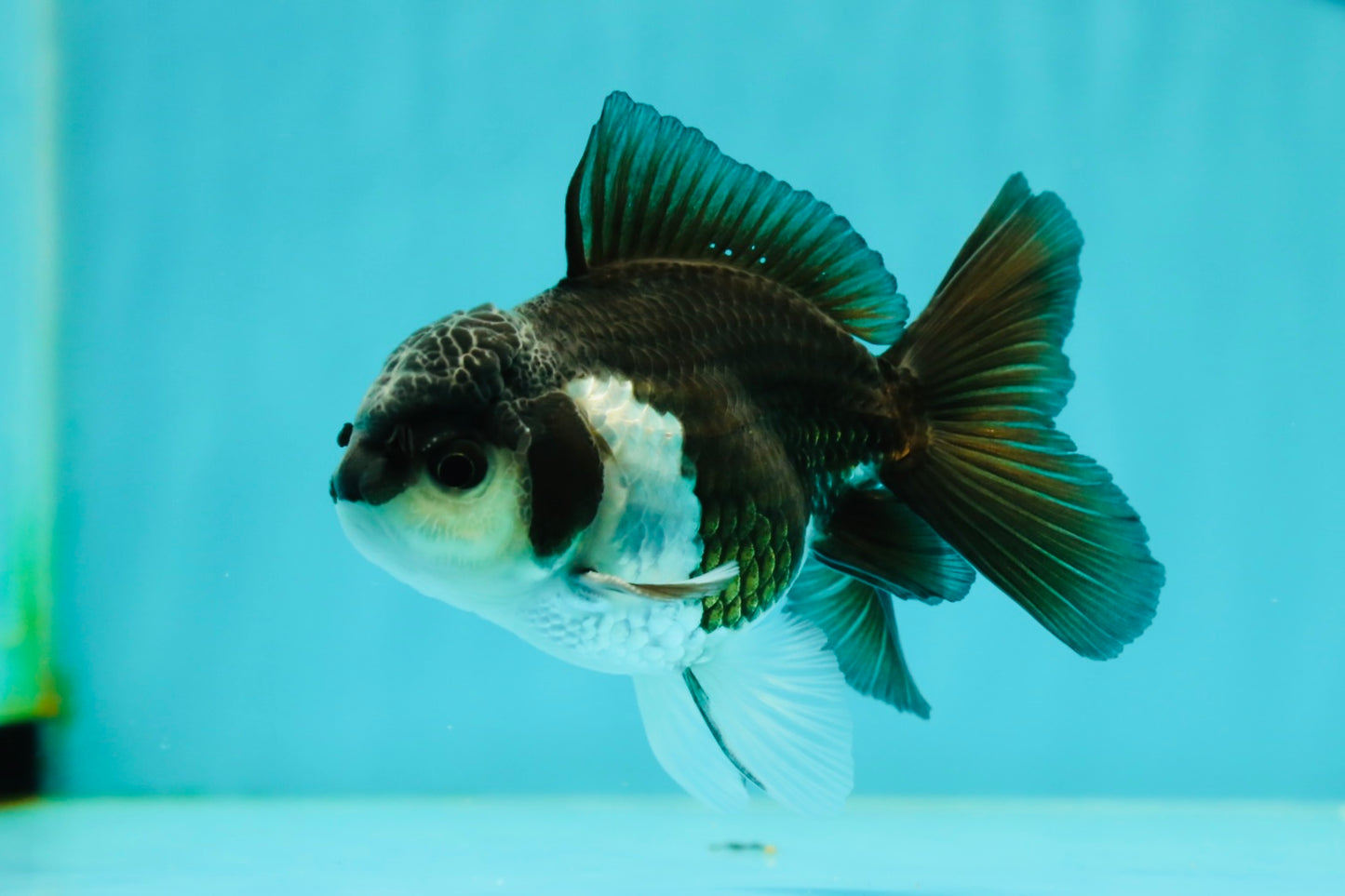 Panda Oranda Male 4 inches #102524OR_22