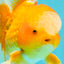 Red White Oranda Male 6 inches #090426OR_11