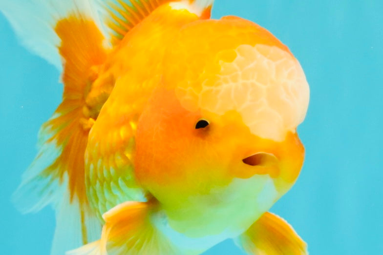 Red White Oranda Male 6 inches #090426OR_11