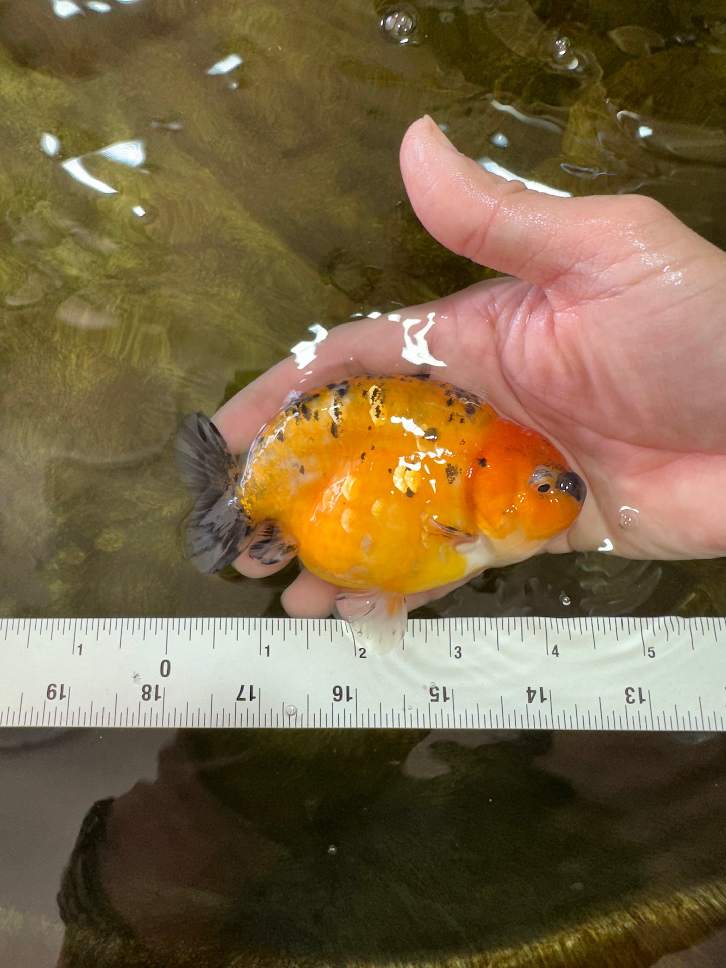 A Grade Tiger LionQueen 4-4.5 inches #051625LC_05