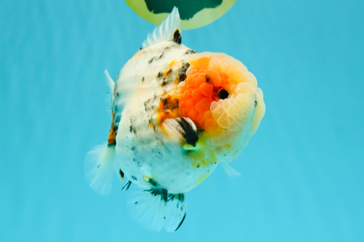 AAA Grade Marble Calico Blue Base Yuanbao Female 6-6.5 inches #032026YB_26