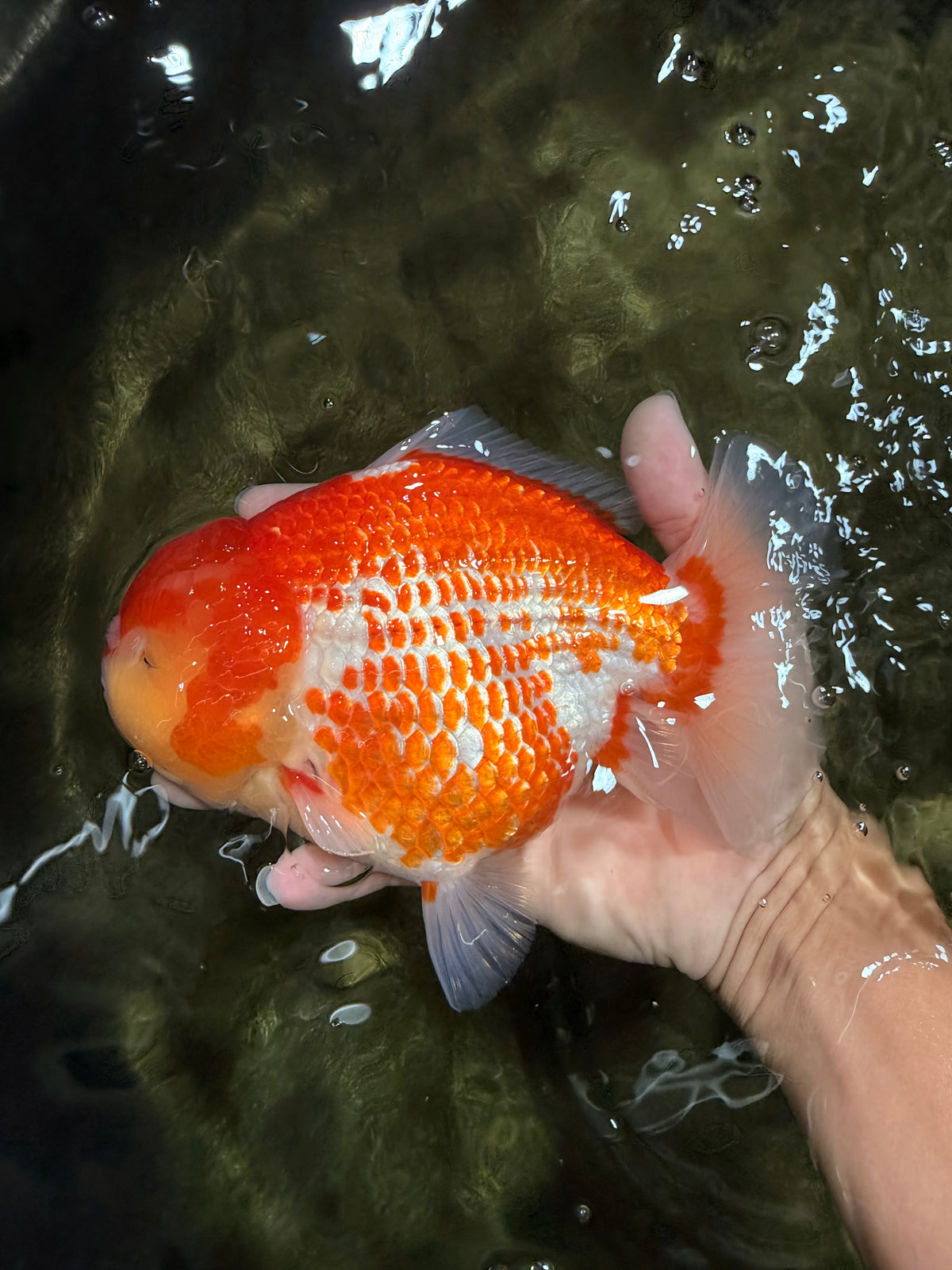 ADORABLE AAA Grade Strong Body Structure Polkadot Red White Yuanbao Female 6.5 inches #092526YB_16