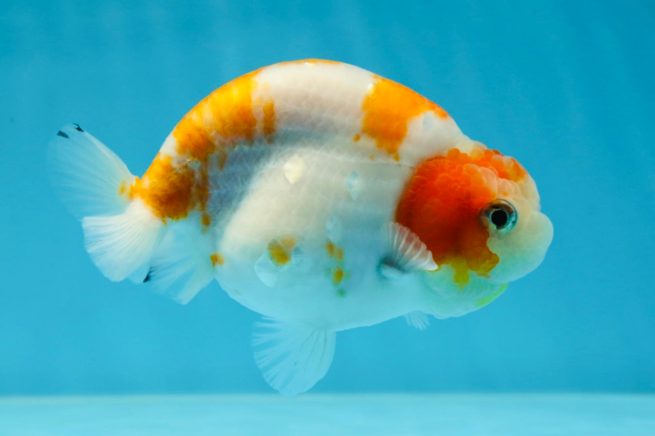 A Grade Kohaku Sakura Female LionQueen 4-4.5 inches #060625LC_02