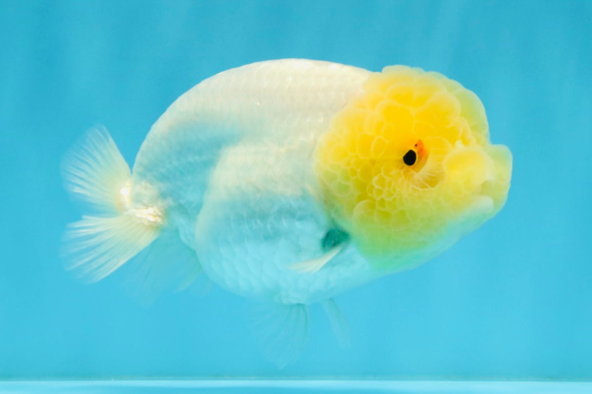 SUNNY AAA Grade Red White LionQueen 4.5 inches #032726LC_15