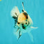 AAA Grade White Tiger Oranda Male 5.5 inches #062626OR_35