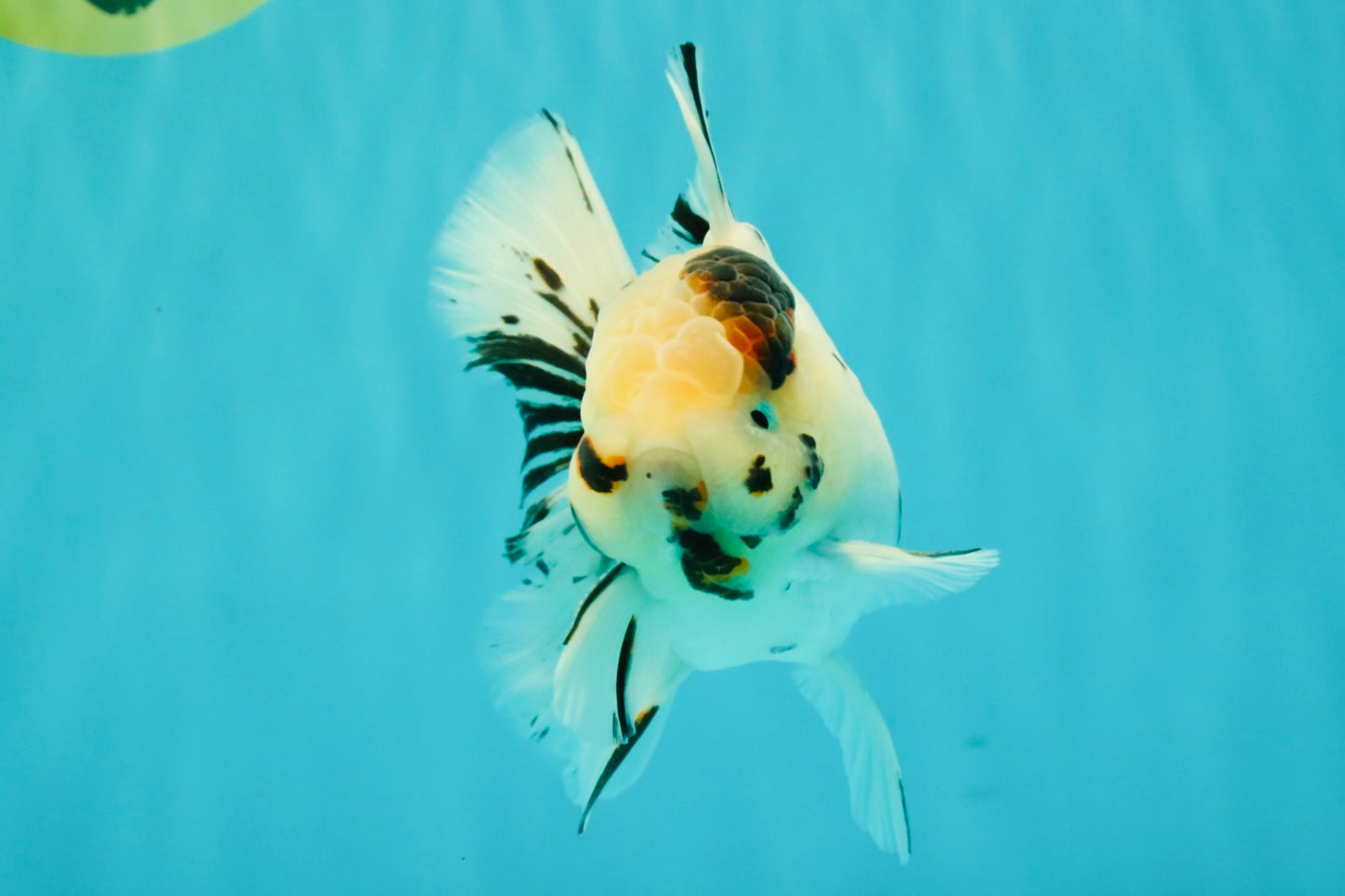 AAA Grade White Tiger Oranda Male 5.5 inches #062626OR_35
