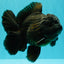TOOTHLESS AAA Grade Calico Oranda Female 6 inches #100226OR_35