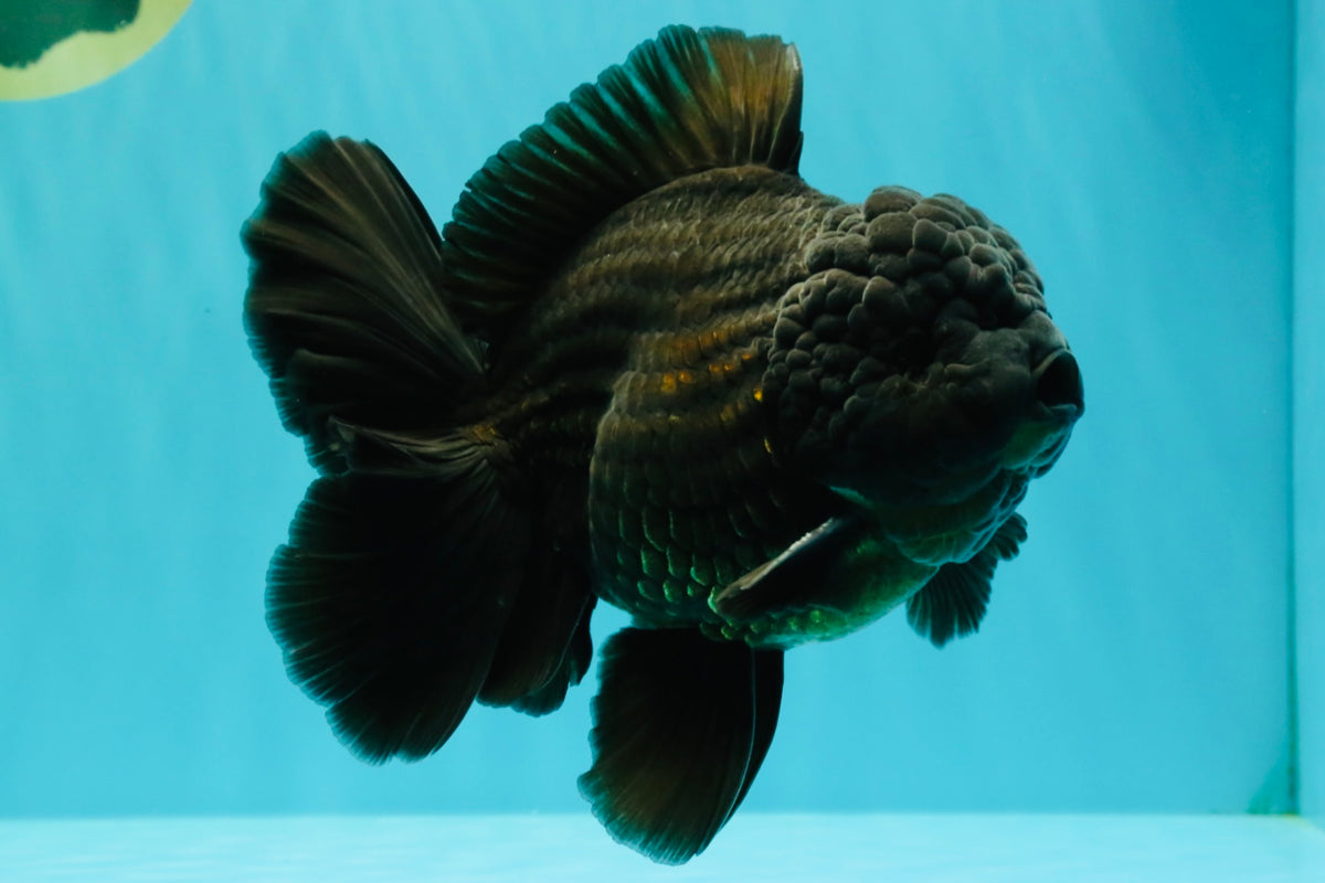 TOOTHLESS AAA Grade Calico Oranda Female 6 inches #100226OR_35