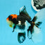 A Grade Tricolor Lava Head Oranda Female 5.5 inches #0927OR_30