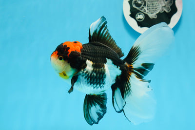 Oranda hembra con cabeza de lava tricolor de grado A, 5,5 pulgadas, n.º 0927OR_30