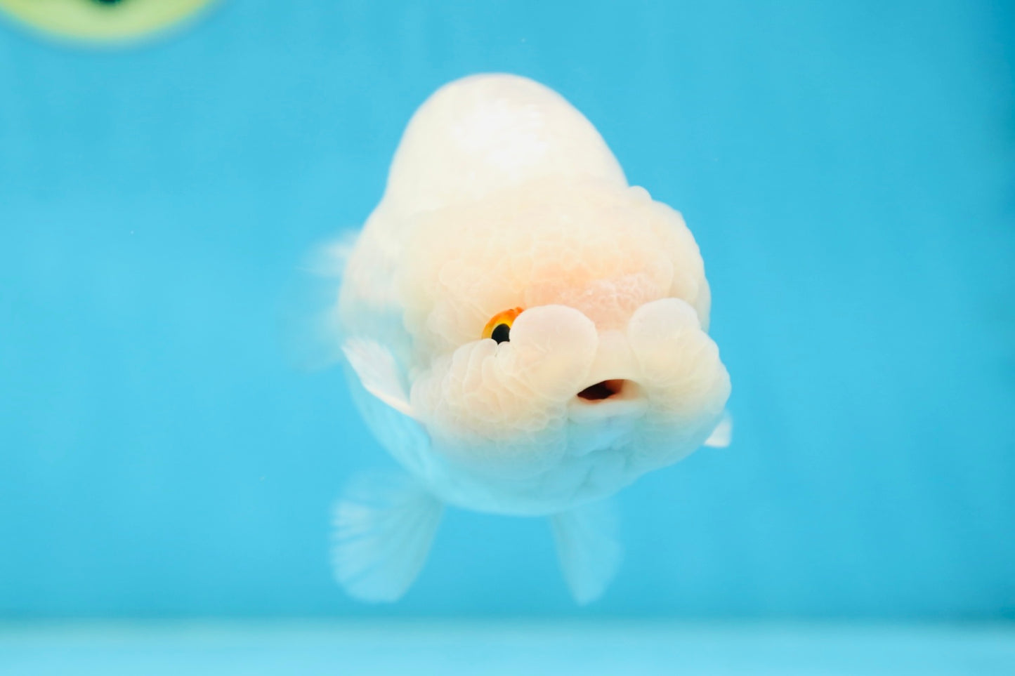 AAA Grade Snow White LionKing 5-5.5 inches #082925LC_18