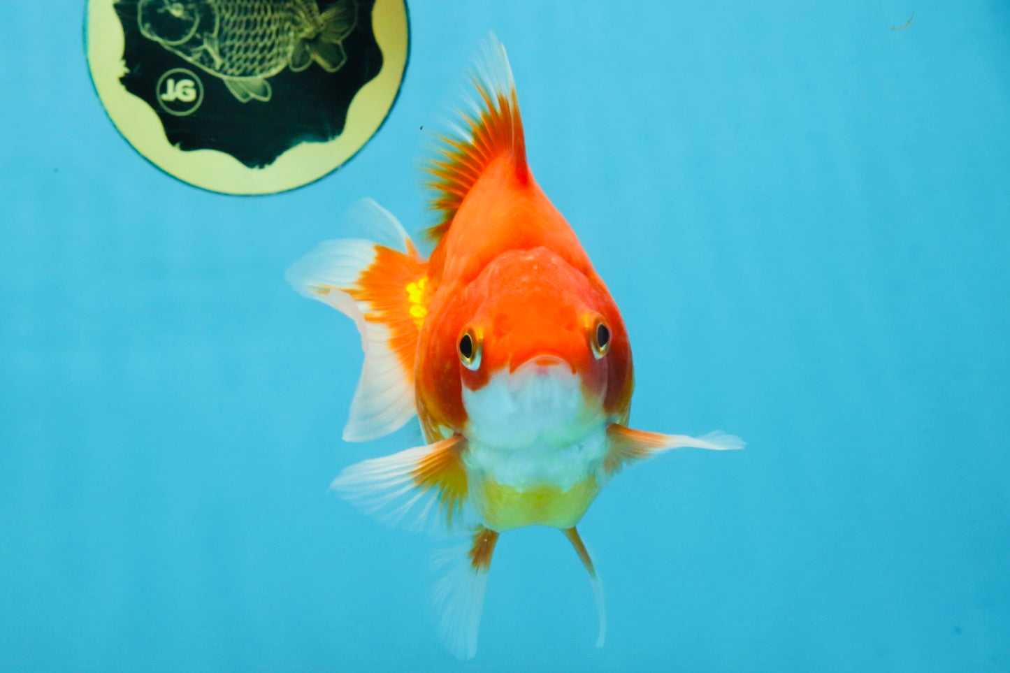 A Grade Red White Ryukin Male 5.5 inches #111425RK_13