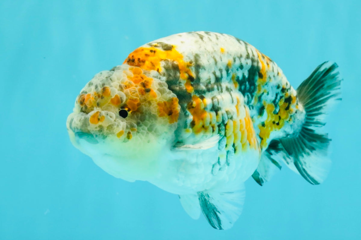SPECIAL Calico Blue Base Ranchu Male 5.5 Inches #100226RC_20