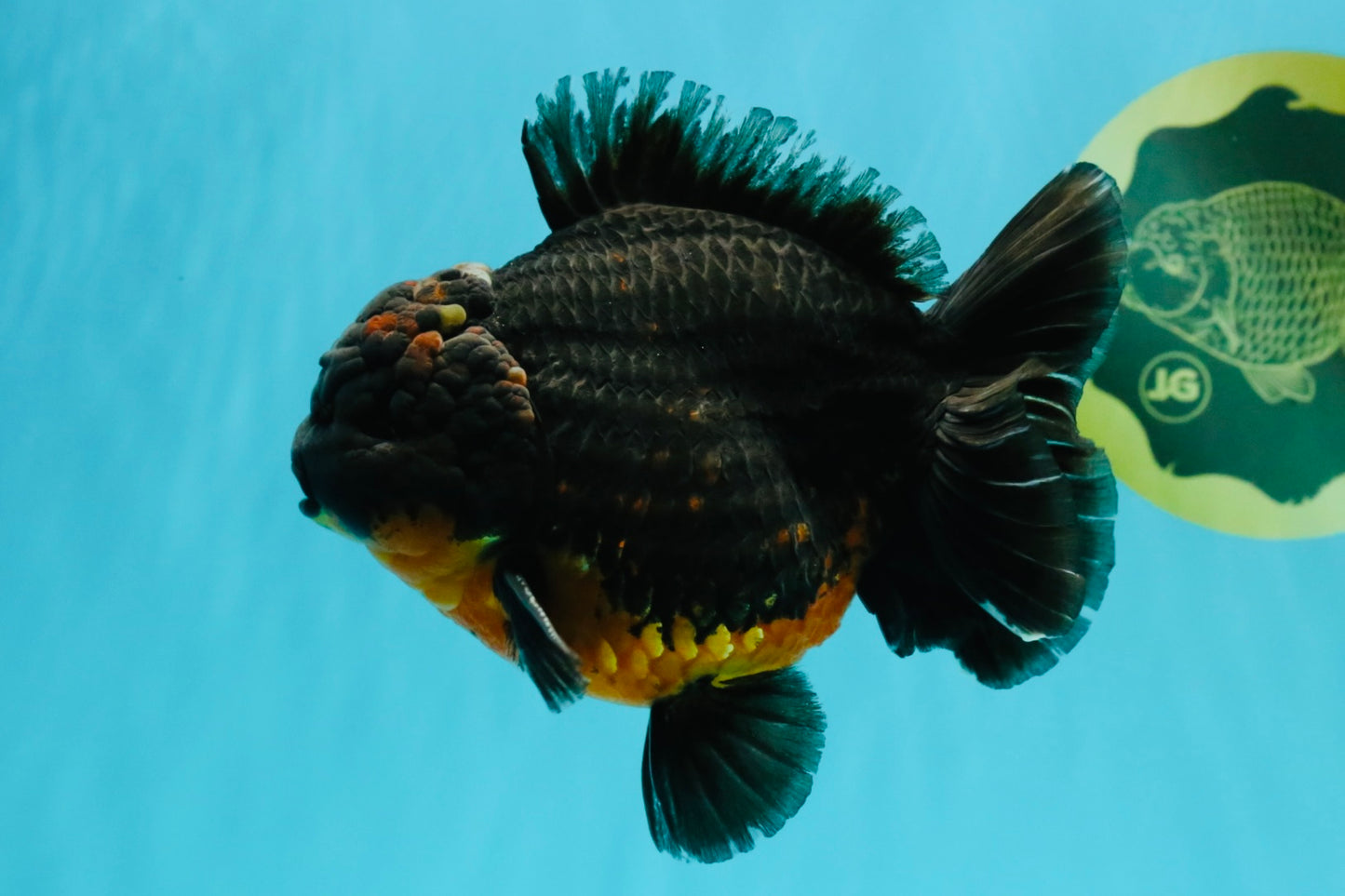 A Grade Dark Kirin Yuanbao Male 5 inches #032026YB_18