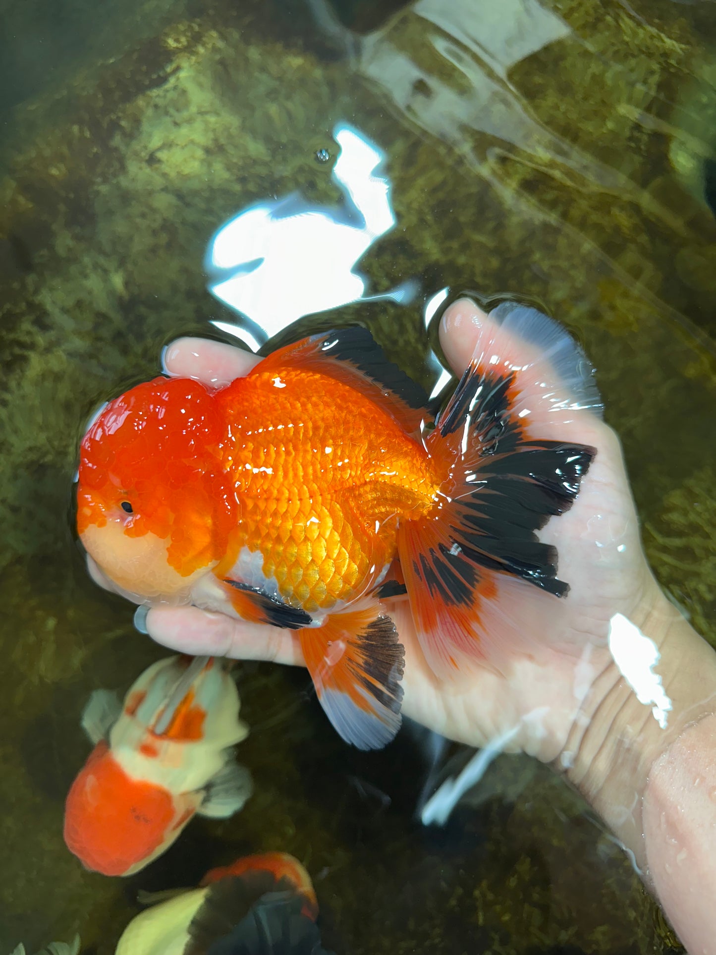 AAA Grade CHUBBY CHEEK Apache Oranda Male 5.5-6 inches #080825OR_19
