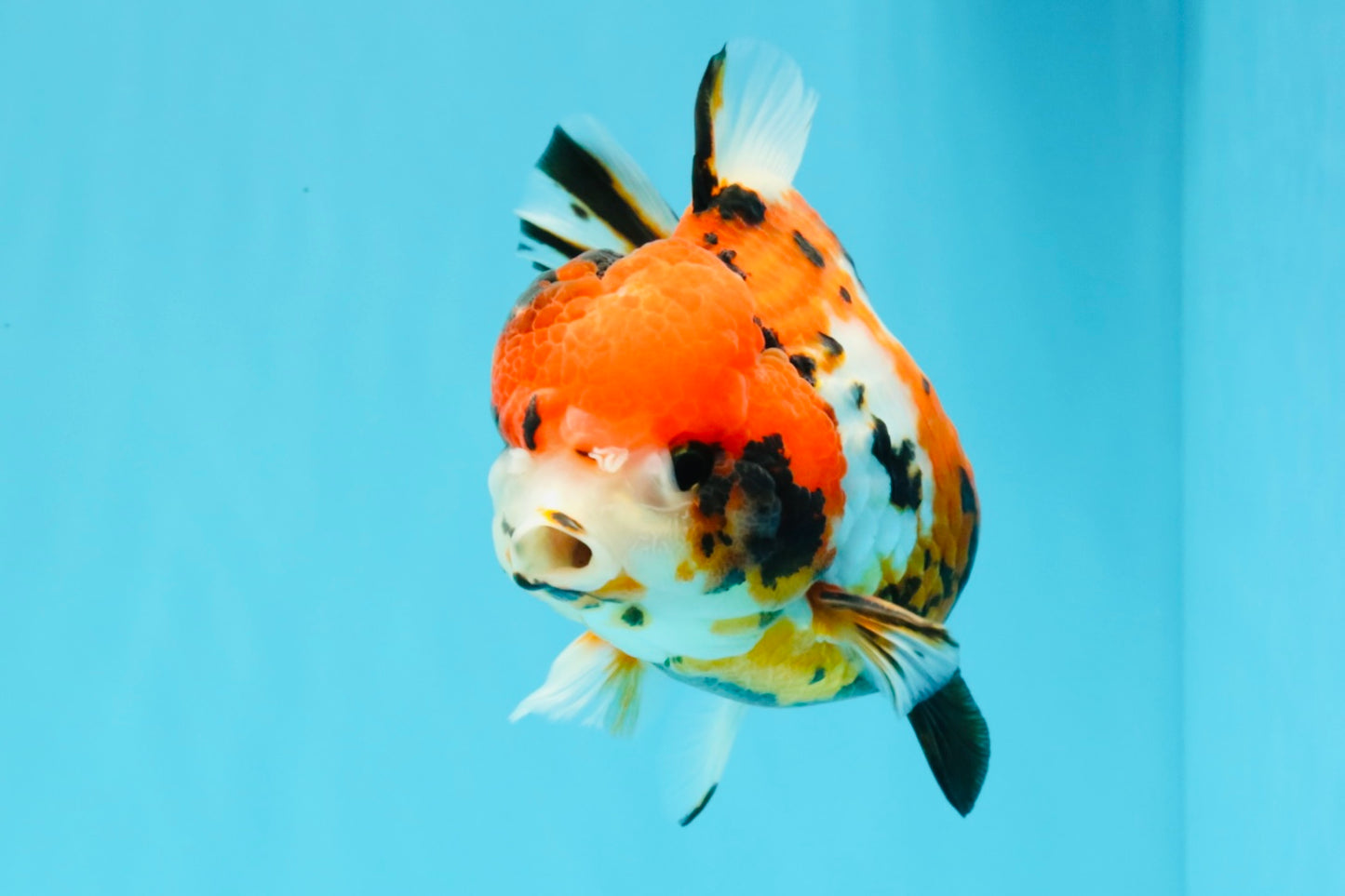 Tricolor Tiger Yuanbao Female 5.5 inches #030626YB_13