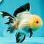 A Grade Fluffy Wen Panda Oranda Female 5-5.5 inches #110824OR_03