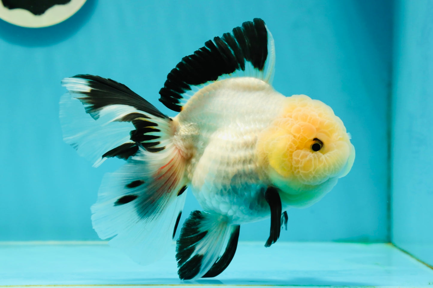 A Grade Fluffy Wen Panda Oranda Female 5-5.5 inches #110824OR_03