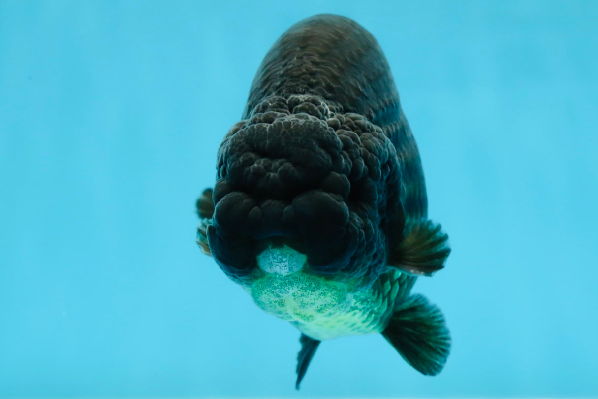 AAA Grade Strong Body Structure Godzilla Black LionKing 5-5.5 inches #051625LC_09