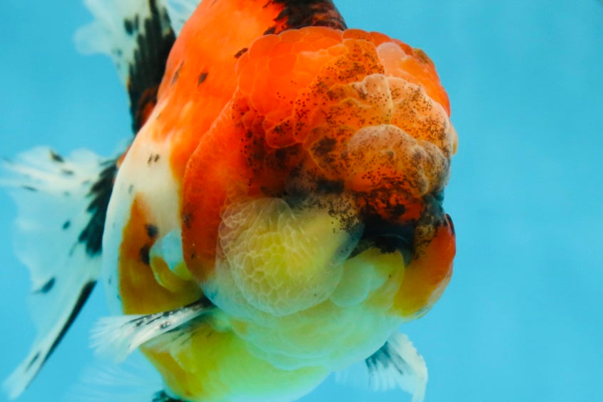 AAA Grade RARE Godzilla Calico Sakura Oranda Male 5.5 inches #051625OR_20