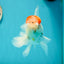 A Grade Sakura Oranda Male 5 inches #110824OR_11