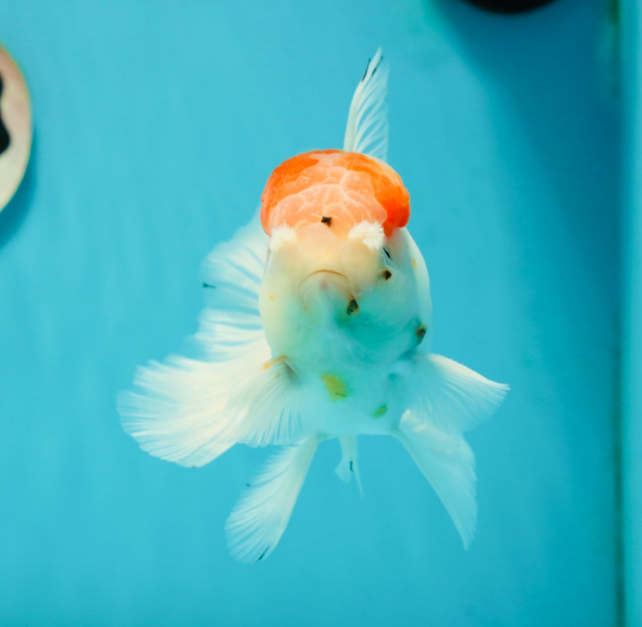 A Grade Sakura Oranda Male 5 inches #110824OR_11