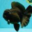 GODZILLA AAA Grade Black Oranda Male 6.5-7 inches #101626OR_18