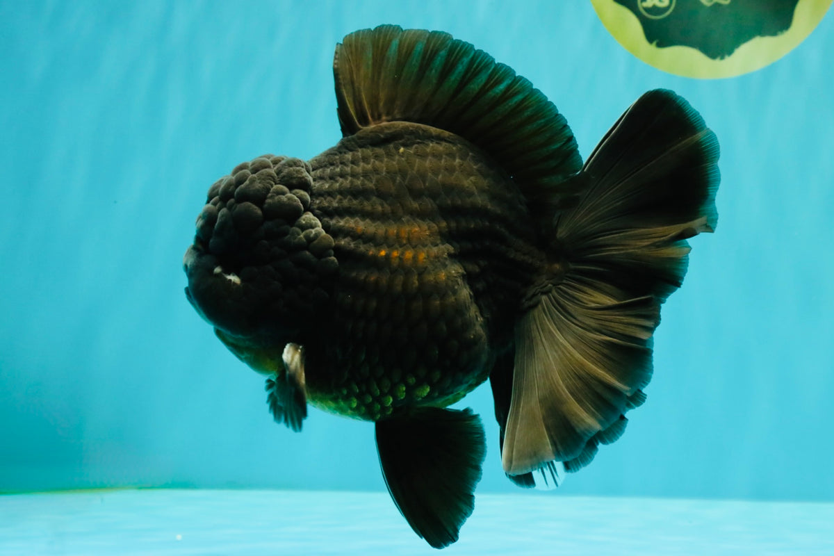 GODZILLA AAA Grade Black Oranda Male 6.5-7 inches #101626OR_18