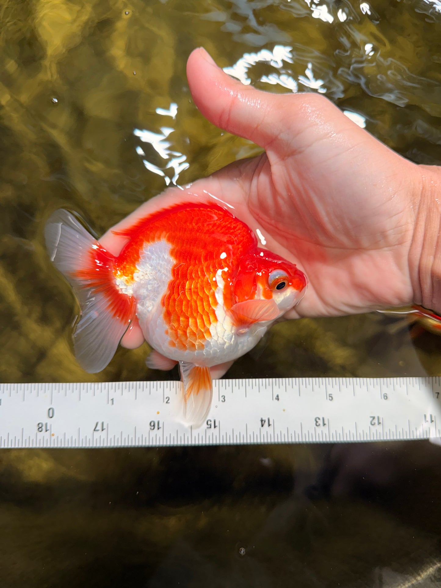 A Grade Red White Ryukin Female 4.5 inches #111425RK_10